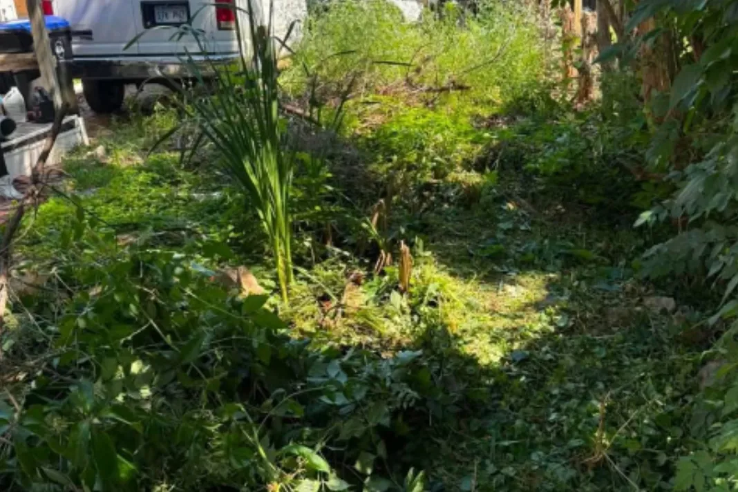 Overgrown side yard before trimming