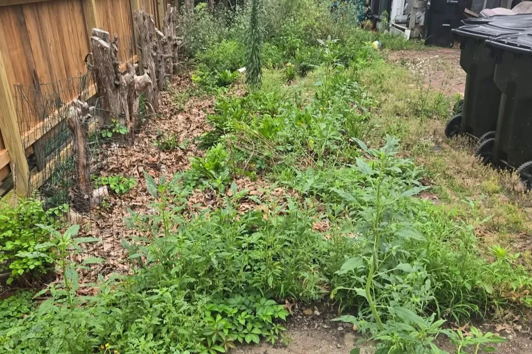 Overgrown walkway before clearing