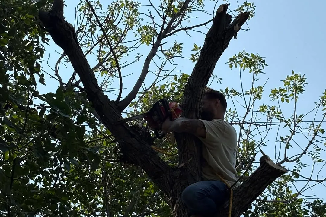 Justin up in a tree cutting back limbs