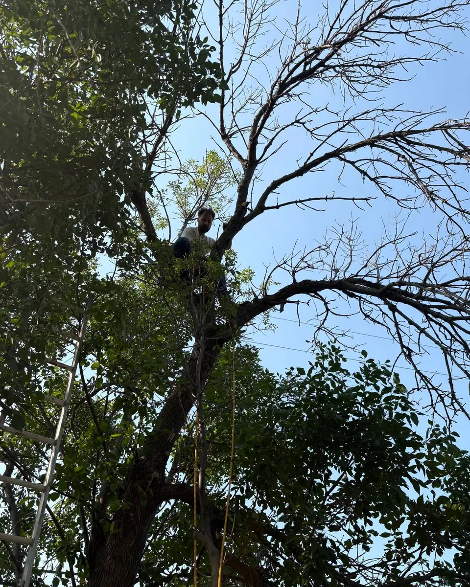 Justin climbing a tree to trim dead limbs