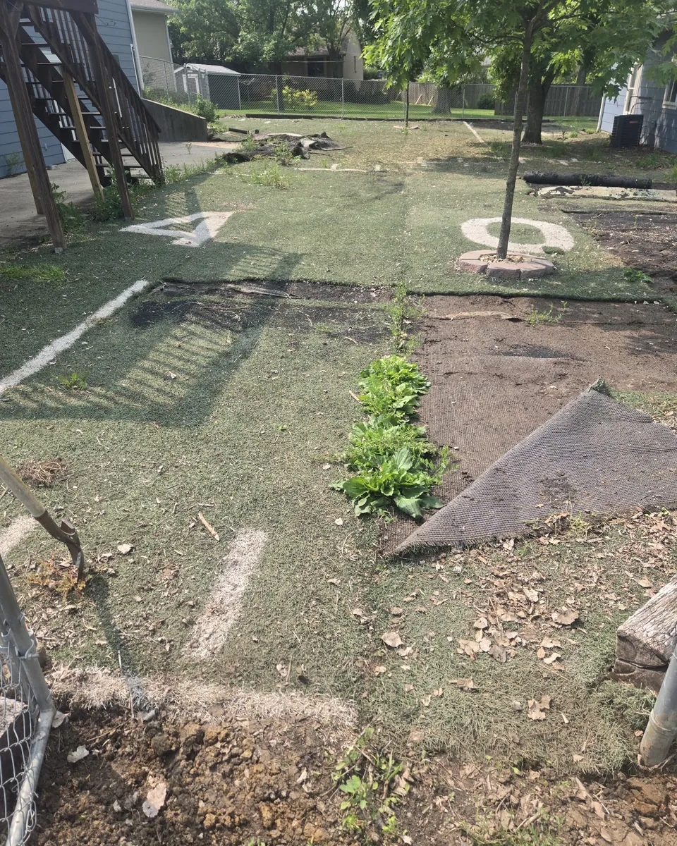 Backyard with young trees after cleanup
