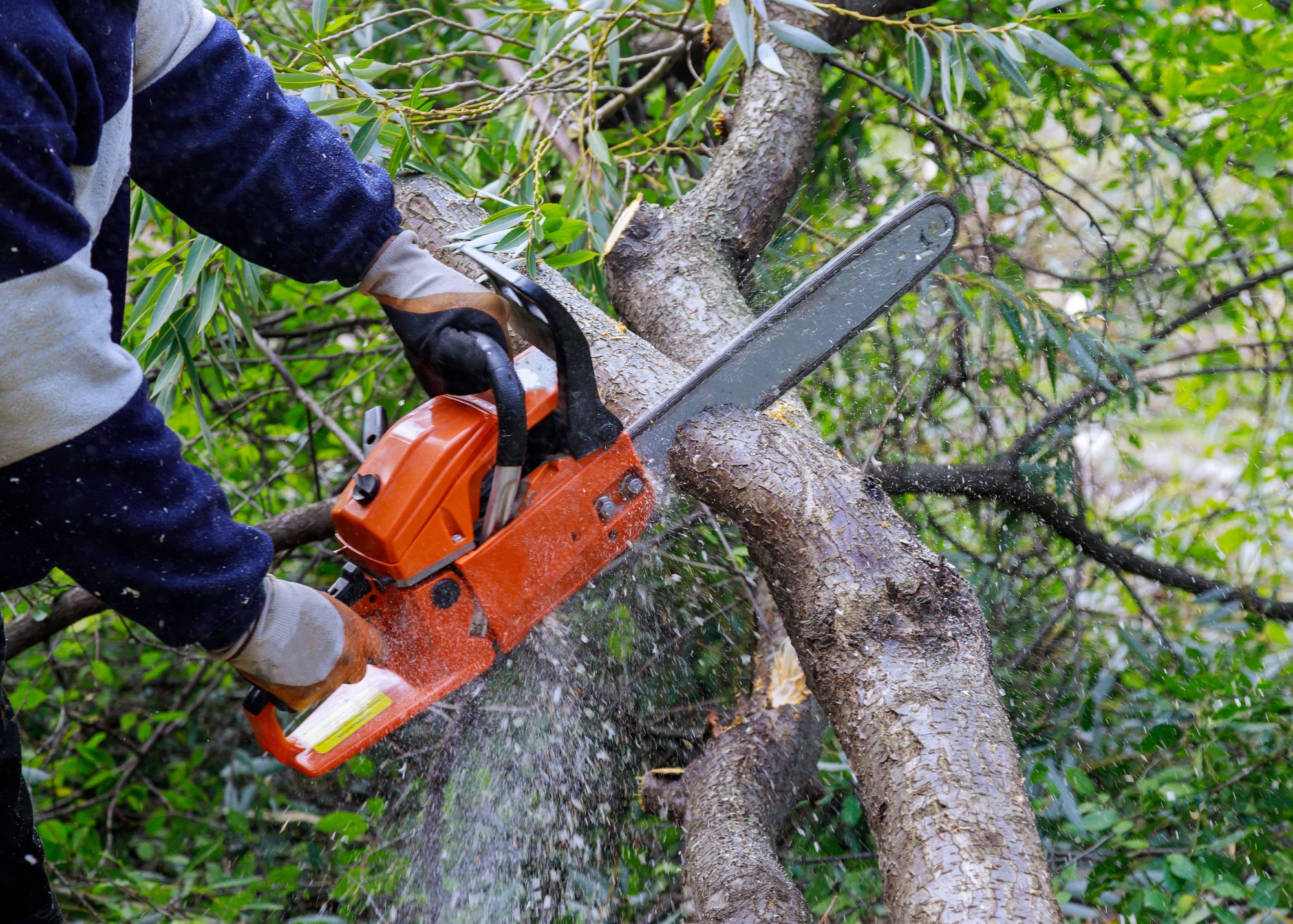 Chainsaw cutting a tree limb during small tree trimming work